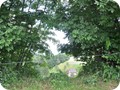laube 1