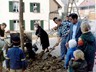 setzten_des_kastanienbaumes